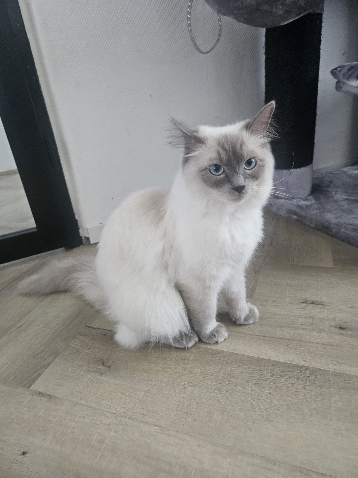 Prachtige Ragdoll dame van 1.5 jr, Dieren en Toebehoren, Katten en Kittens | Raskatten | Langhaar, Poes