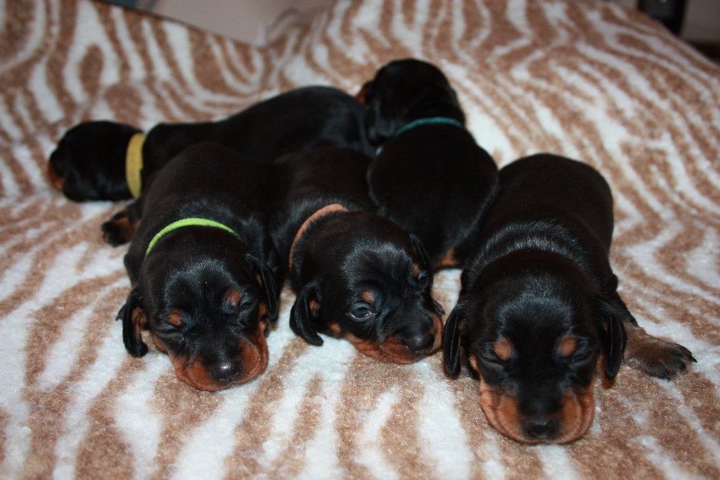 Hele mooie teckel pups, Kaninchen, 8 tot 15 weken, Korthaar, Parvo