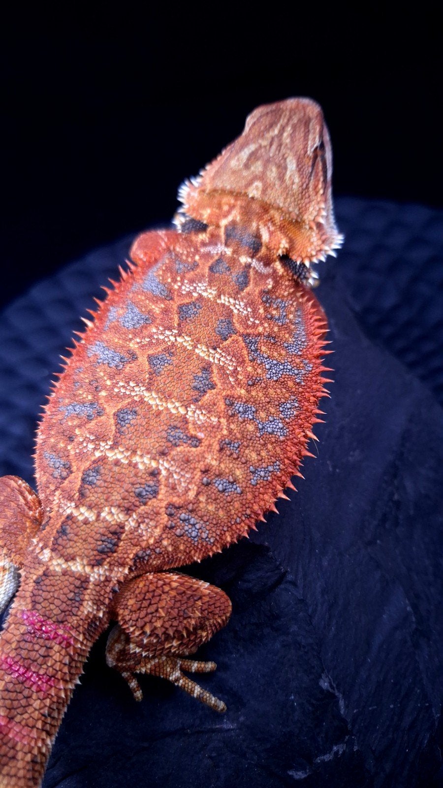 50% Red Monster Extreme Blue Tiger Baardagaam Vrouw, Dieren en Toebehoren, Hagedis, 0 tot 2 jaar