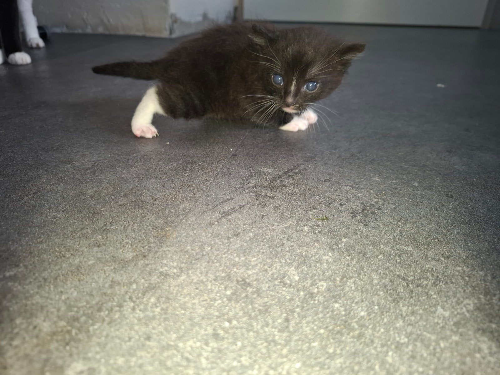 1 lieve kater, Kater