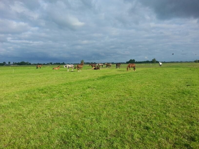 stalling en weidegang, Weidegang