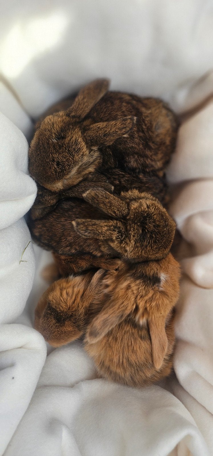 Prachtige Minilop x Nhd konijntjes, Dieren en Toebehoren, Meerdere dieren, Klein, Hangoor, 0 tot 2 jaar