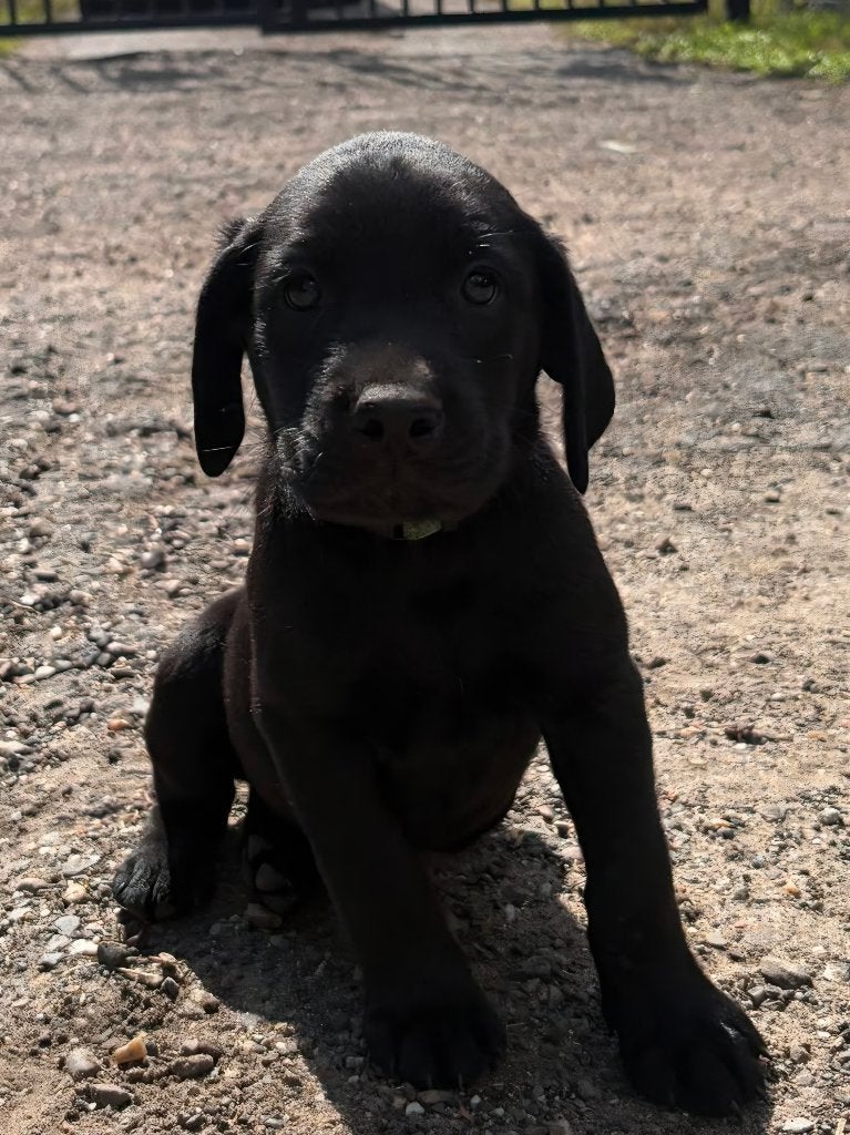 Field Trial Labrador Retriever pups, Parvo, 8 tot 15 weken, Labrador retriever, Meerdere