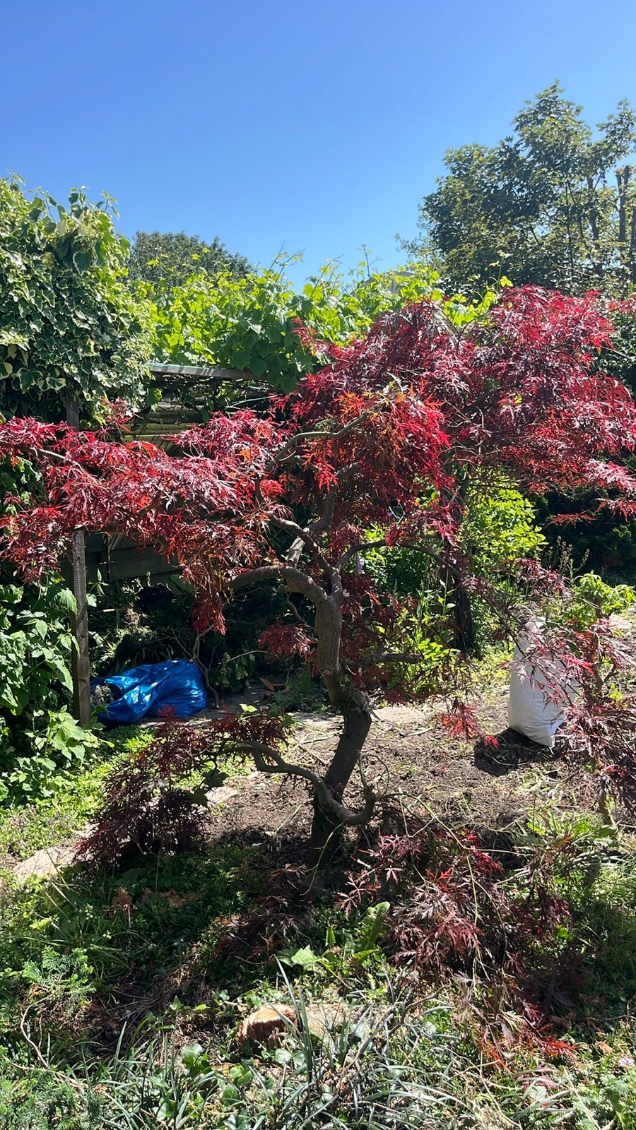 Japanse esdoorn te koop - zelf uitgraven, Overige soorten, Vaste plant, Ophalen of Verzenden, Bloeit niet