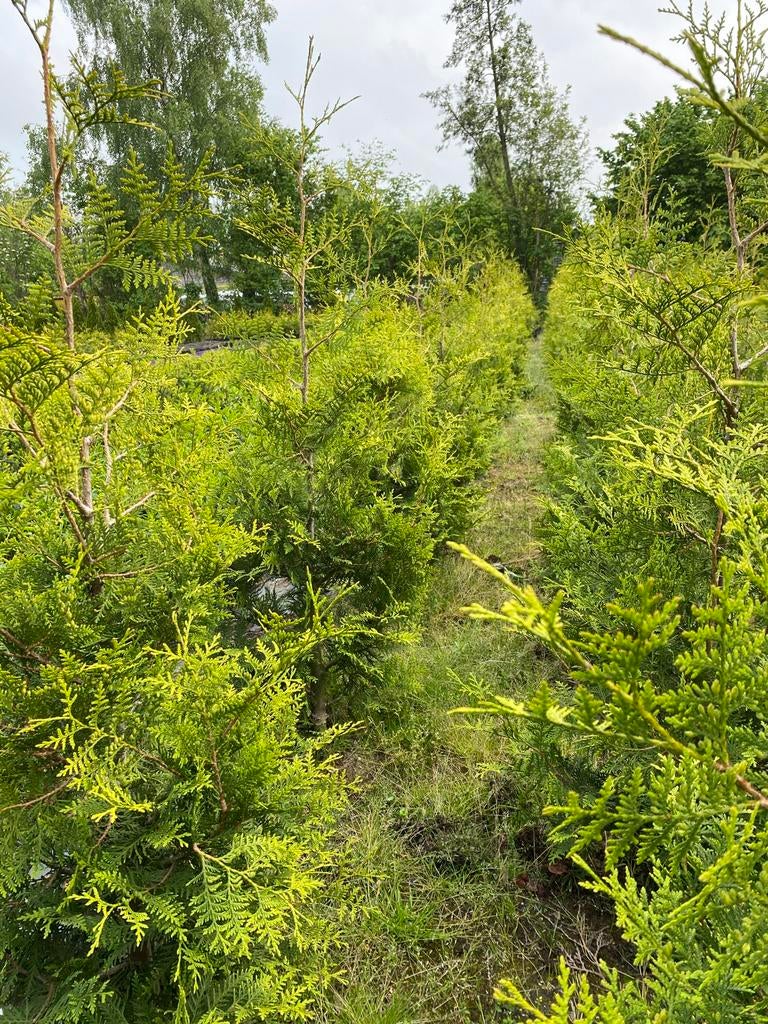 Thuya Brabant 180cm rond gestoken, opgegaasd €7pst, Ophalen
