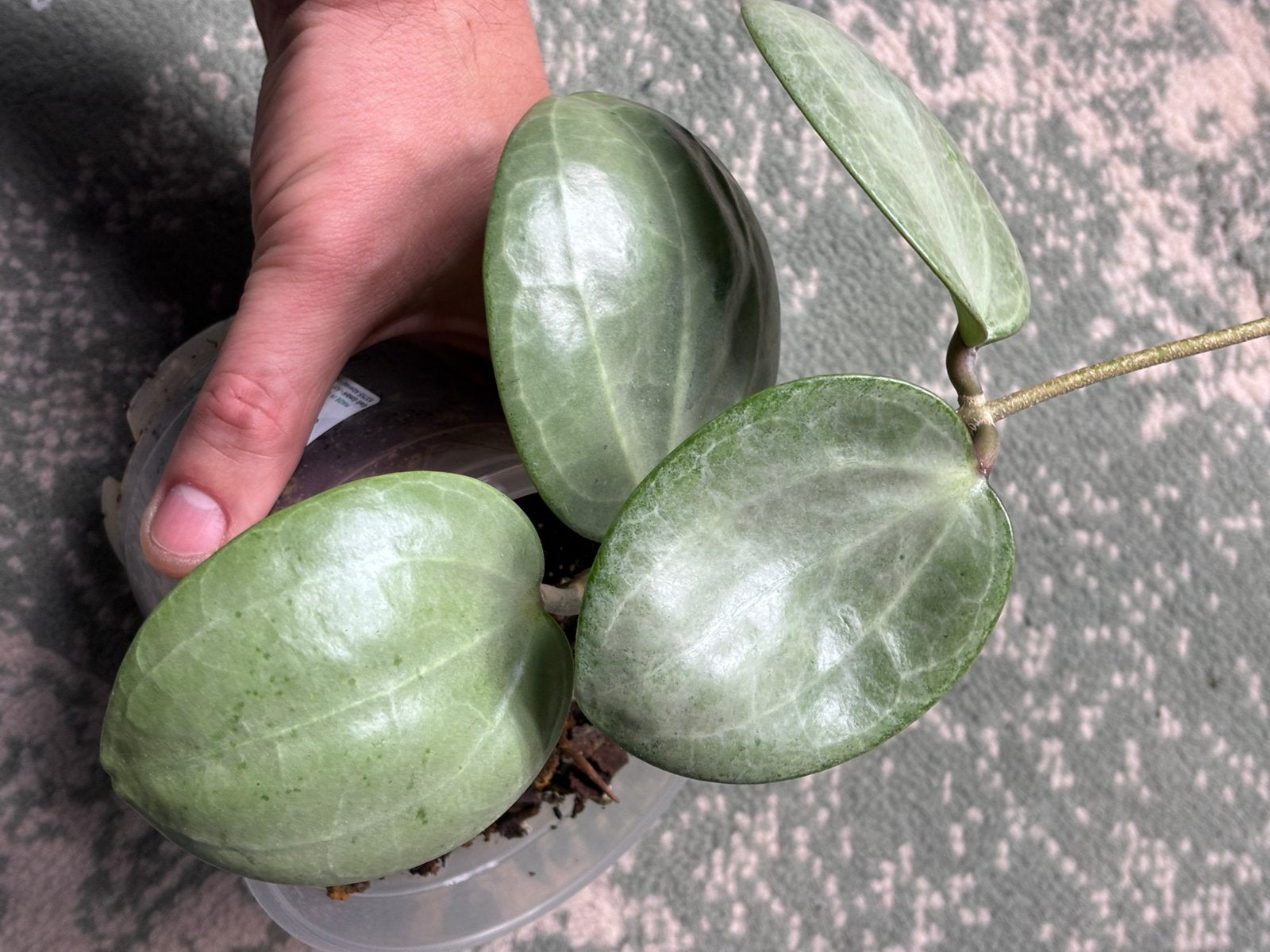 Hoya latifolia Silver, Huis en Inrichting, Ophalen of Verzenden, Halfschaduw, Minder dan 100 cm