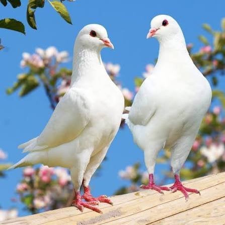 Trouwduiven  Bruidsduiven  Witte postduiven, Dieren en Toebehoren, Vogels | Duiven, Postduif, Meerdere dieren