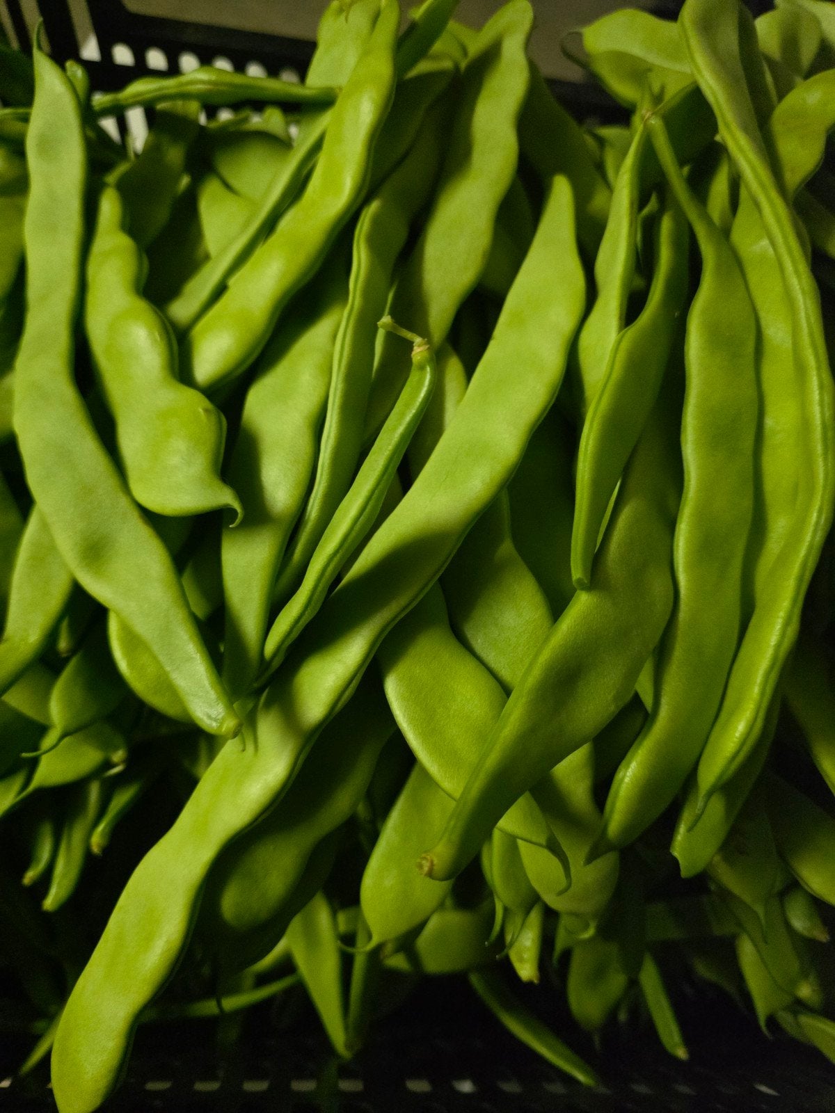 100% biologische snijbonen vers geplukt 5 euro per kilo, Ophalen of Verzenden, Volle zon