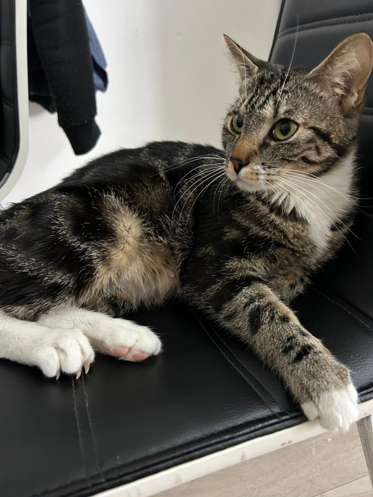 1 jaar oud poes, Poes