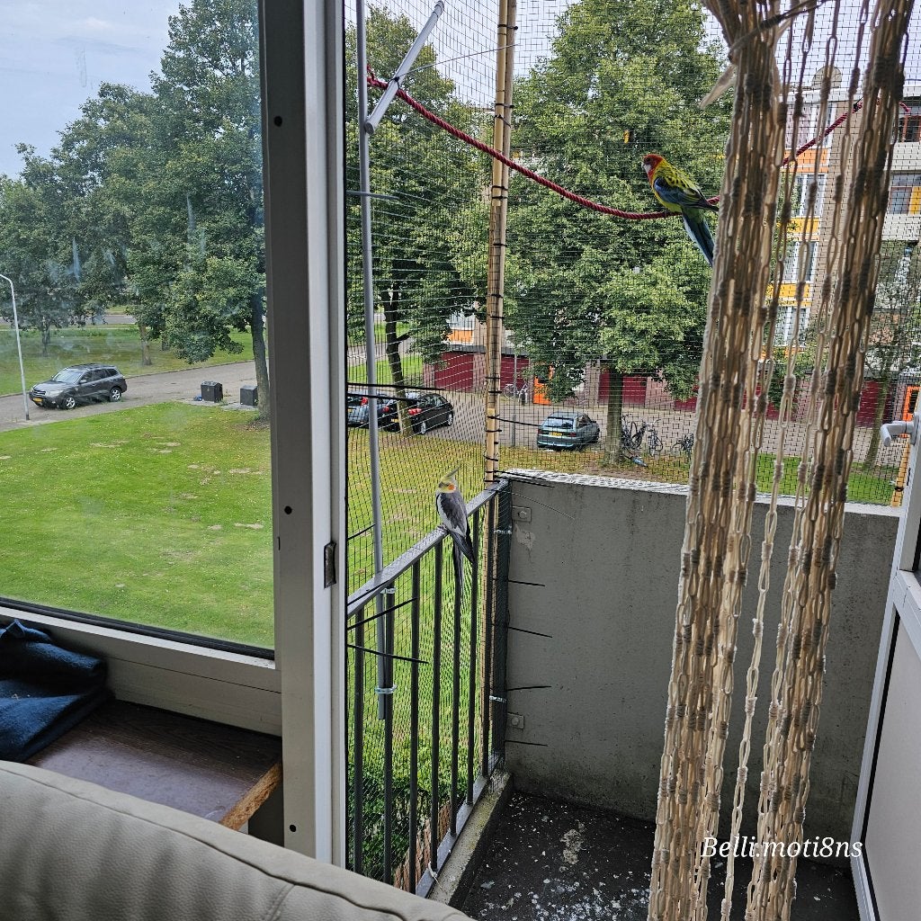 Valksparkiet (m) + Pracht Rosella (v) | Herplaatsing Free, Meerdere dieren, Parkiet, Tam