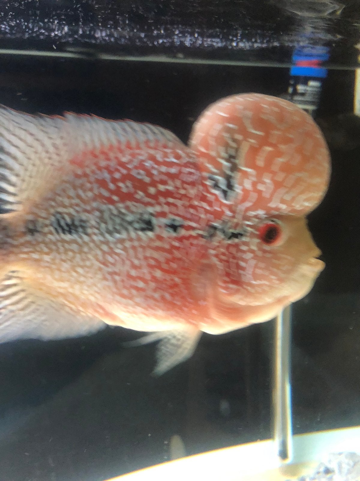 Flowerhorn, Dieren en Toebehoren, Vis
