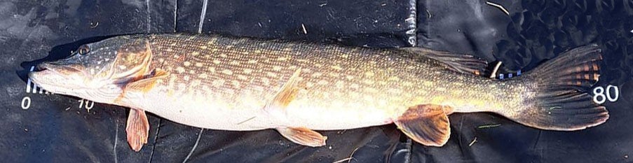 Snoekstreamer D 9 met 2 dreggen voor Spinhengel Baitcaster, Ophalen, Nieuw, Complete set
