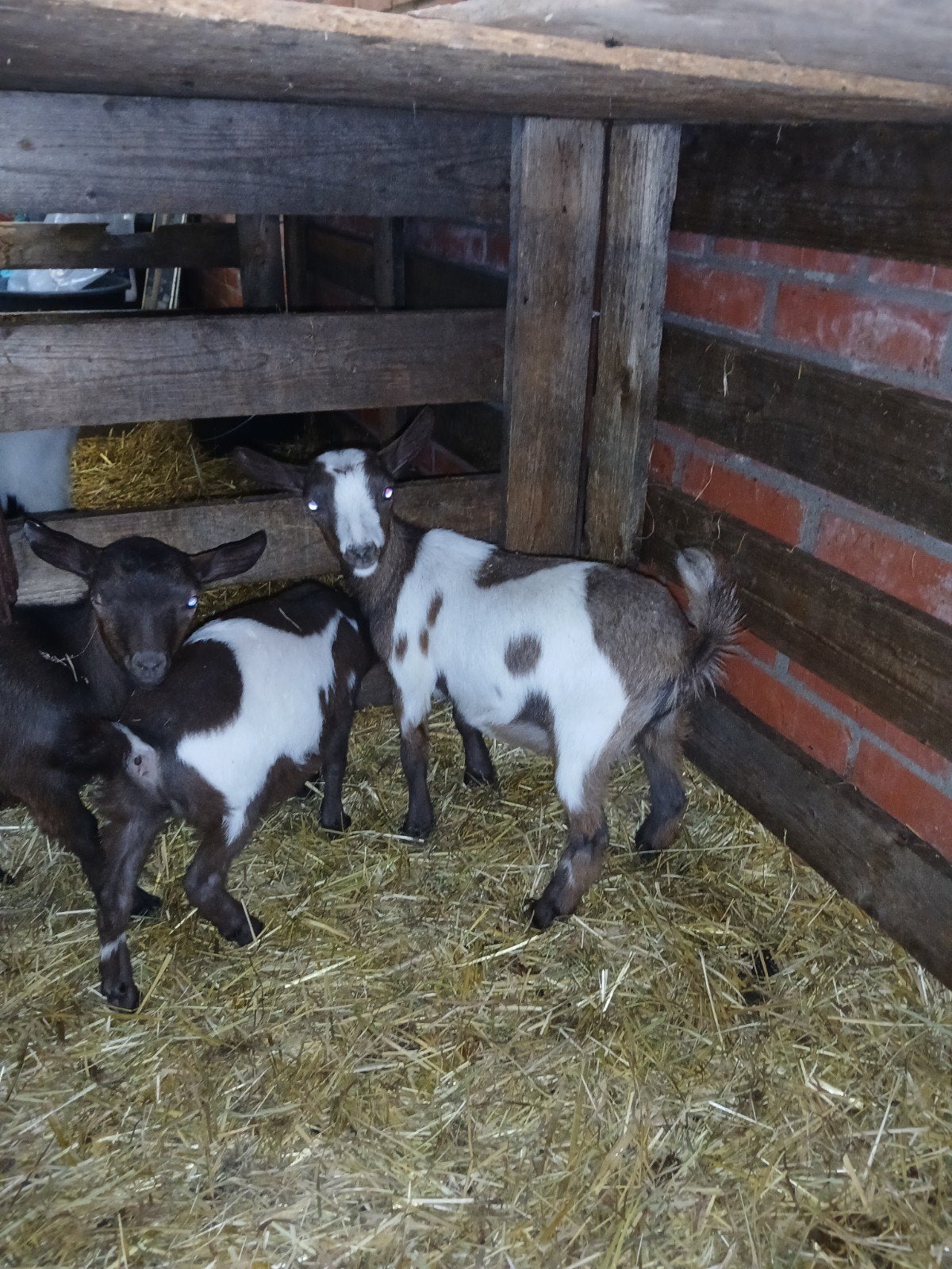 dwerggeitje, Dieren en Toebehoren, Vrouwelijk, Schaap
