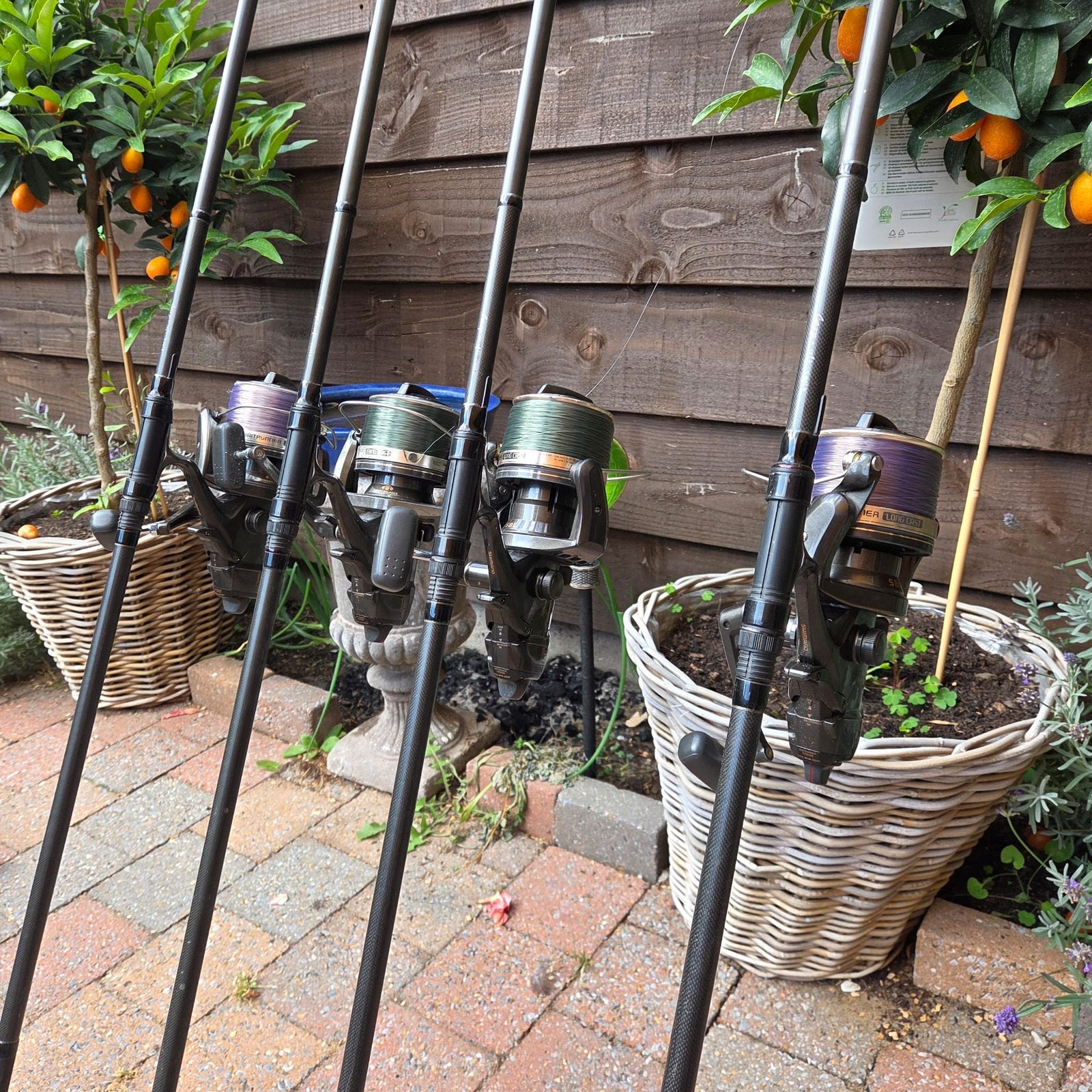 Tribal Shimano karper hengel 12ft 3lb complete set, Ophalen, Gebruikt, Complete set