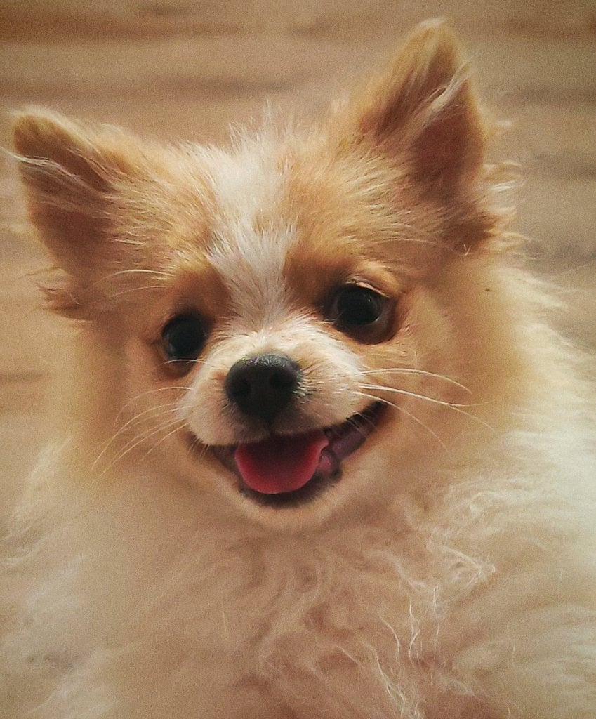 Pomeriaan Pup, Pomeranian, Dwergkees, Fokker | Hobbymatig, Keeshond, Reu, 8 tot 15 weken