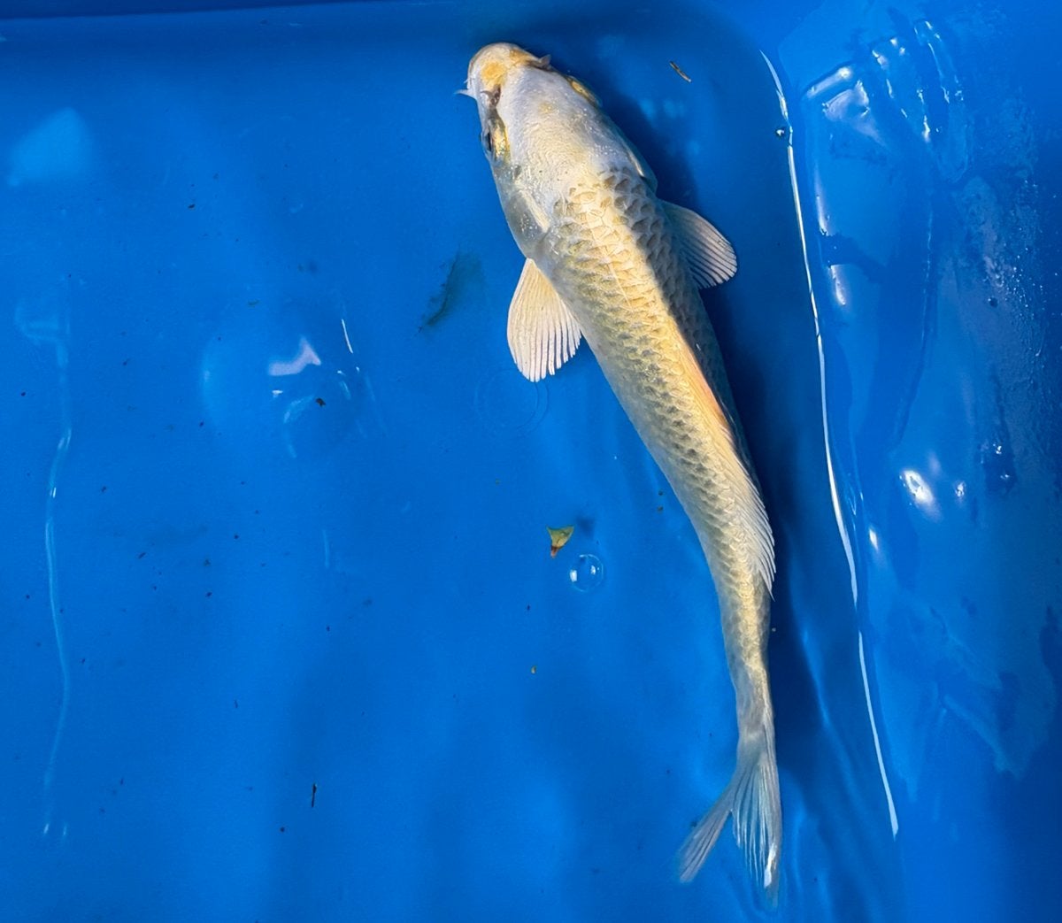 Japanse yamabuki, Karper of Koi