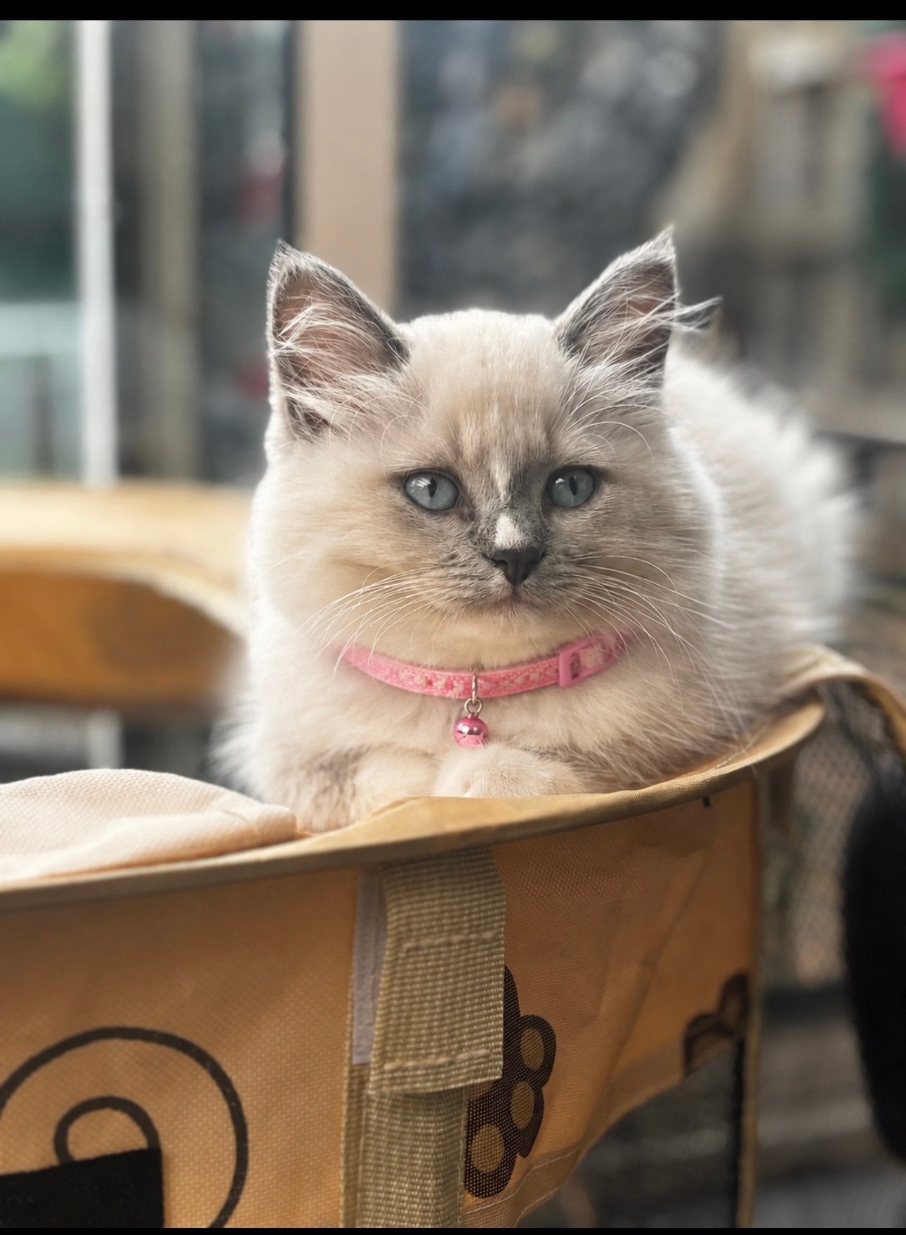 2 prachtige Ragdoll kittens💗🩵, Dieren en Toebehoren, Katten en Kittens | Raskatten | Langhaar, Poes, 0 tot 2 jaar