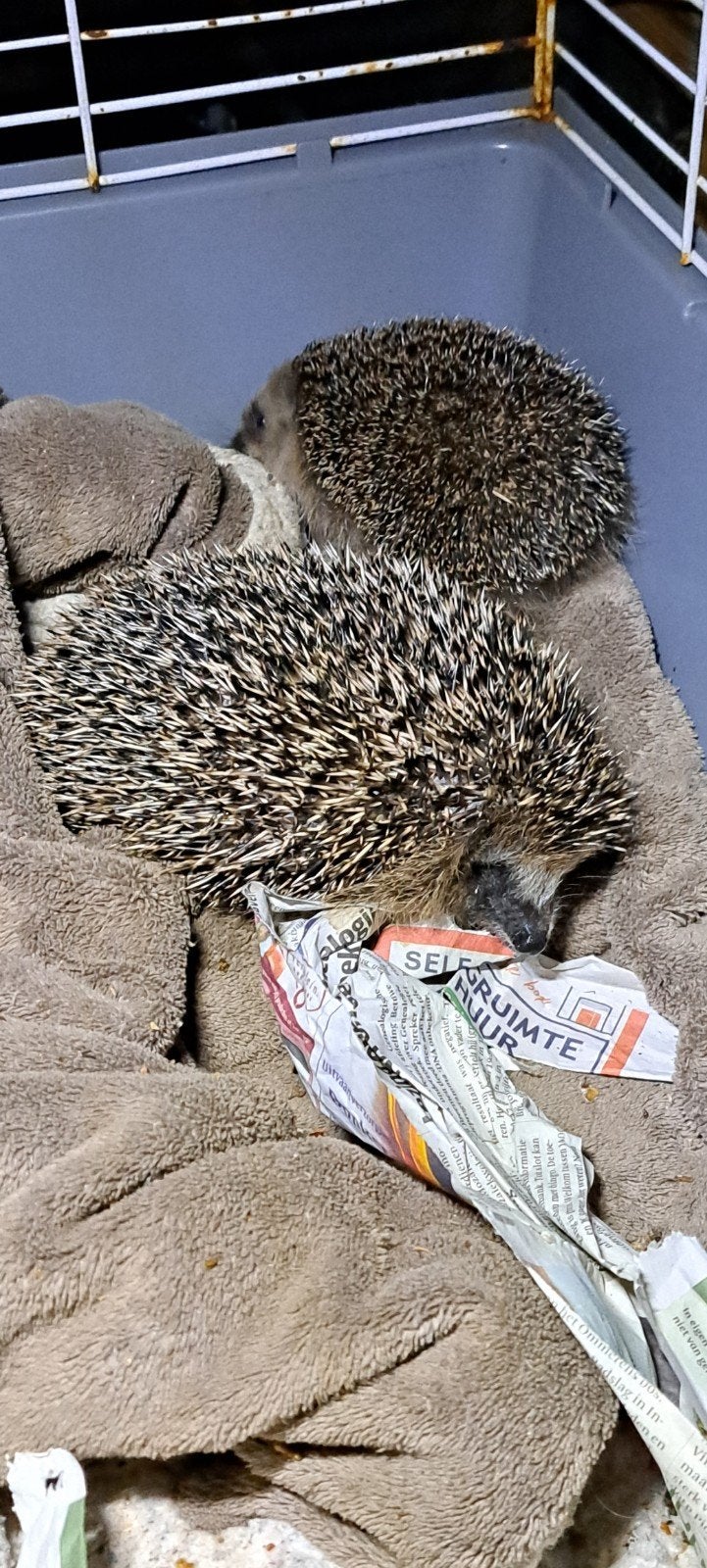 Gezocht voor egel opvang een flat voor meerdere diertjes, Ophalen, Gebruikt