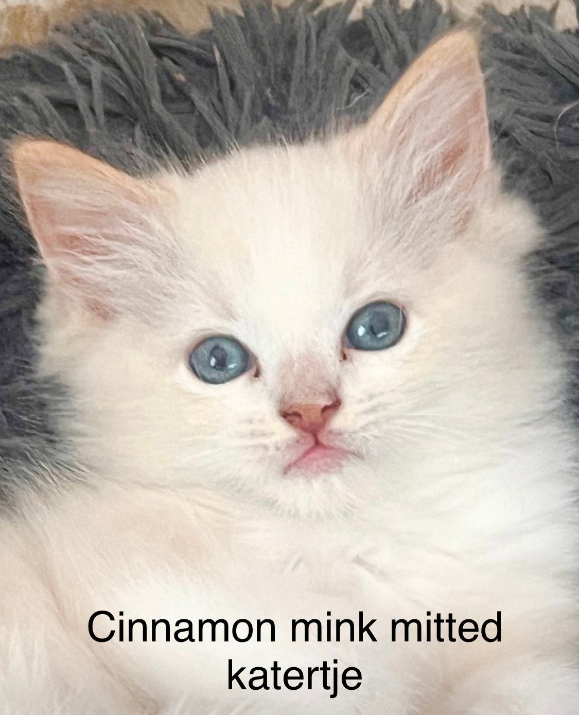 Ragdollkittens met stamboom, getest, zeldzame kleur, fawn, Meerdere dieren, Langharig, 0 tot 2 jaar