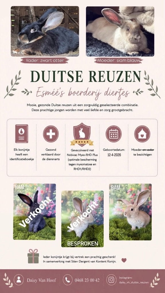 Raszuivere duitse reuzen met ID boekje, Mannelijk, Groot, 0 tot 2 jaar