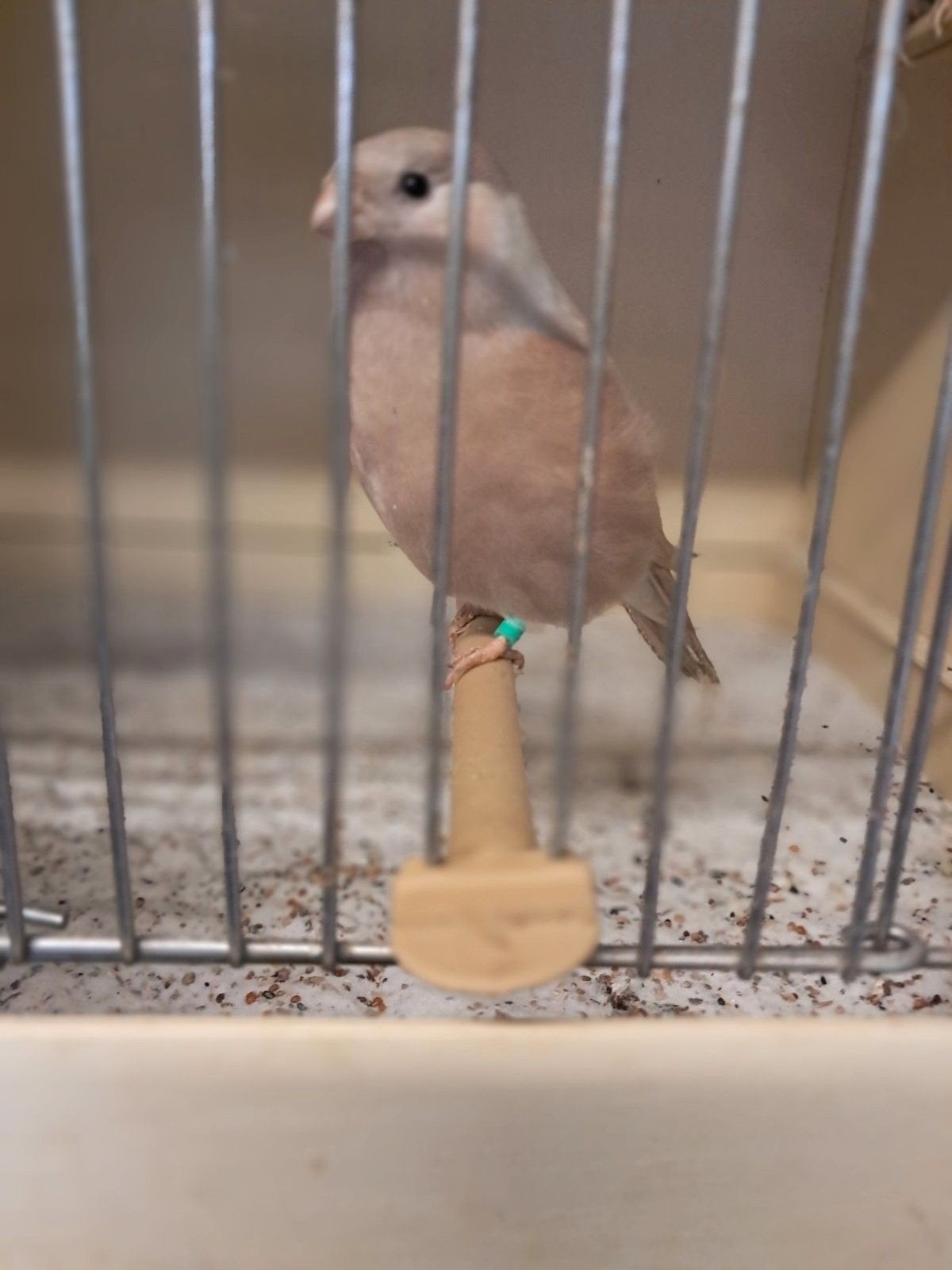 Noorse goudvinken, Meerdere dieren, Wildzangvogel