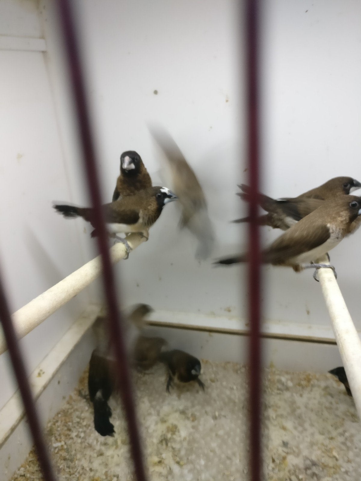 Japanse meeuwen nog, Dieren en Toebehoren, Meerdere dieren
