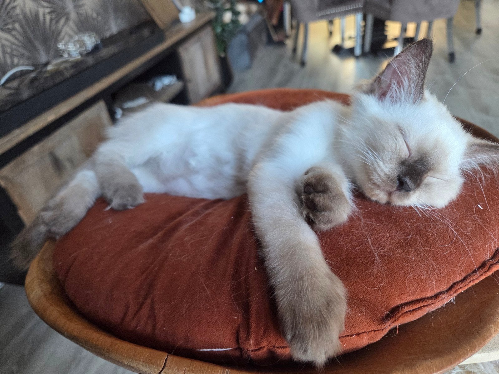 ragdoll kitten mag gelijk verhuizen, Kater, Gechipt, 0 tot 2 jaar
