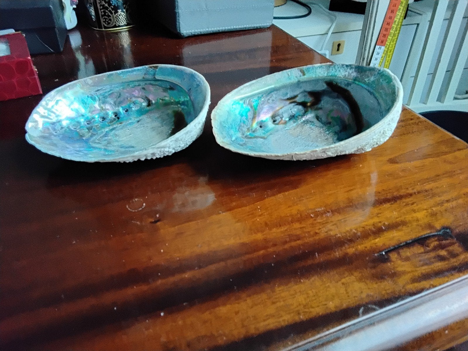 2 mooie schelpen, Ophalen of Verzenden, Schelp(en)