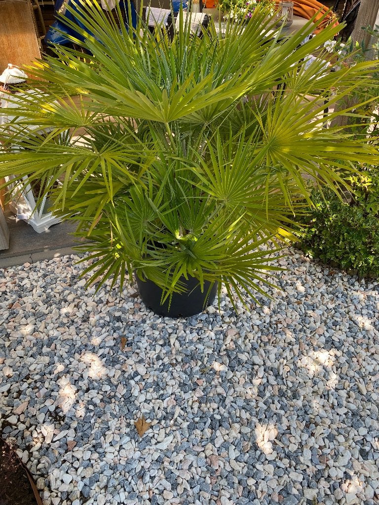 Chamaerops Cycas Palm, Tuin en Terras, Planten | Tuinplanten, Volle zon, Vaste plant, Lente, Ophalen