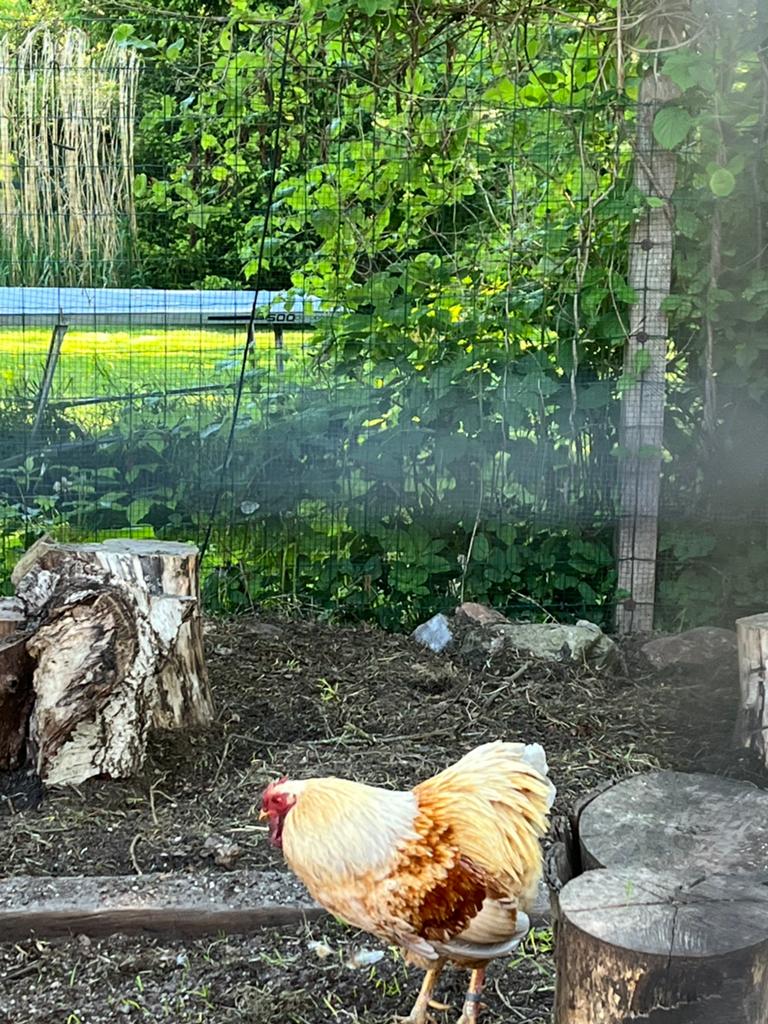 Wyandotte haan, gratis op te halen, Mannelijk, Kip