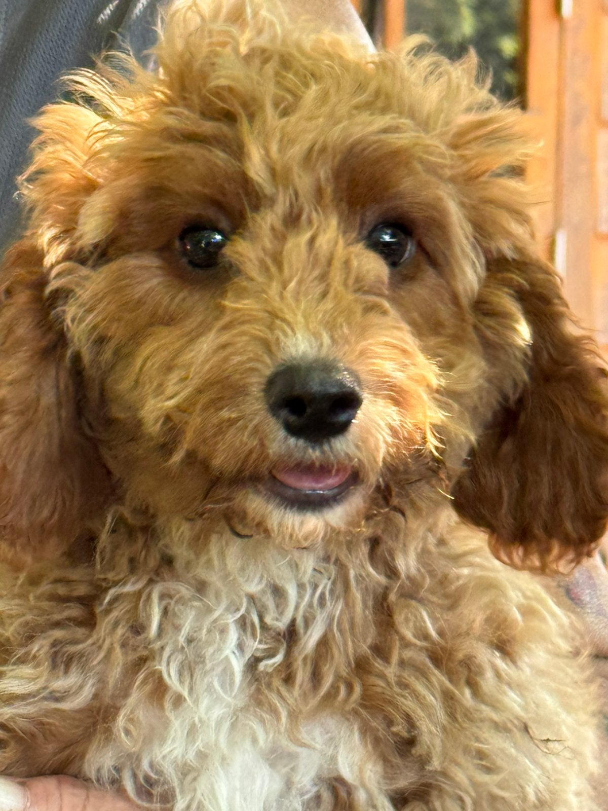 Vrolijke middelgrote Doodles.Geschikt bij allergie, Parvo, Nederland, 8 tot 15 weken, Meerdere
