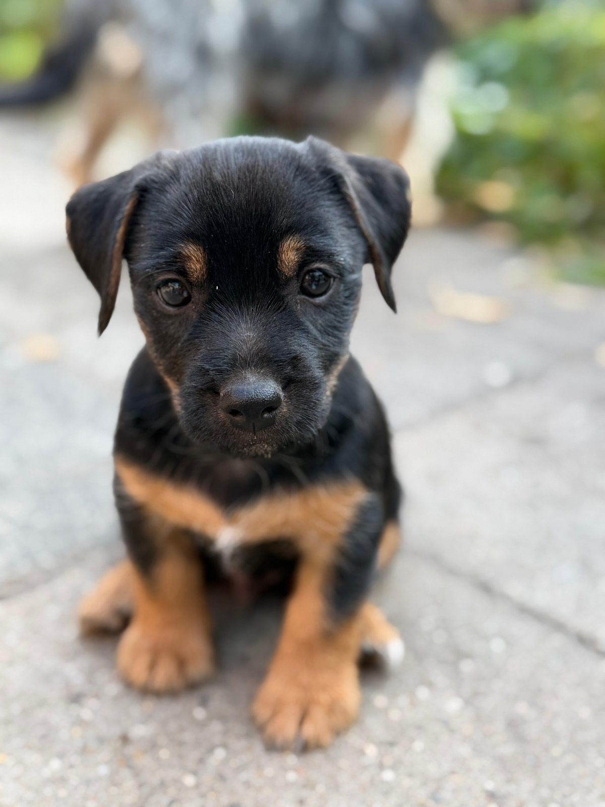 Ruwharige Jackrussel pups black and tan, Jack Russell Terriër, Reu, 8 tot 15 weken, Meerdere