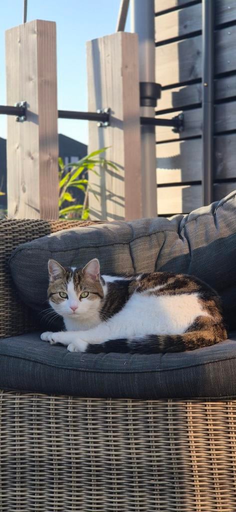 Liefdevol thuis gezocht voor Jack & Luna (2 jaar, gecastreer, Dieren en Toebehoren, Katten en Kittens | Dekkaters