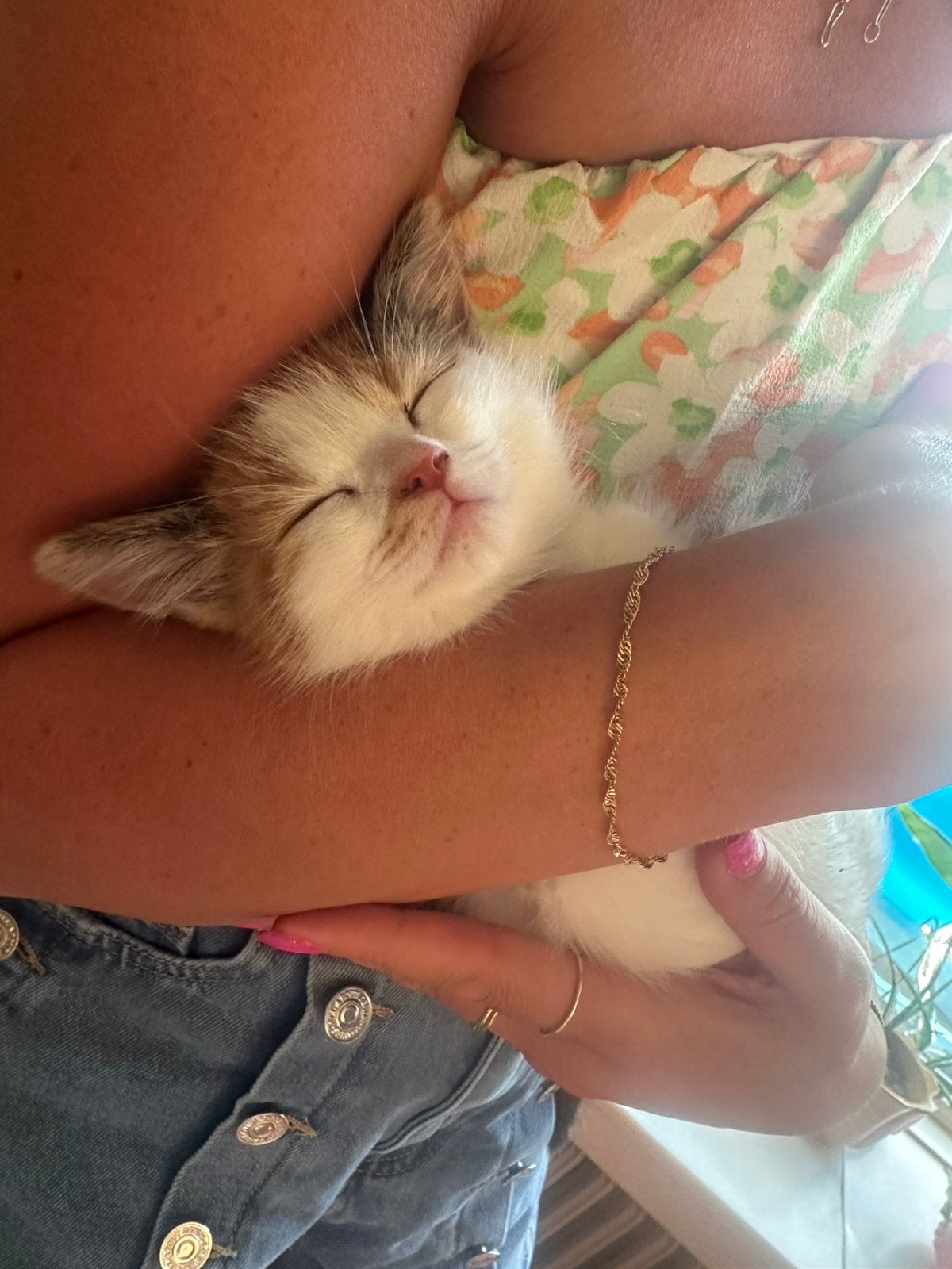 Britse langhaar kitten - poesje, Poes, Ontwormd, 0 tot 2 jaar