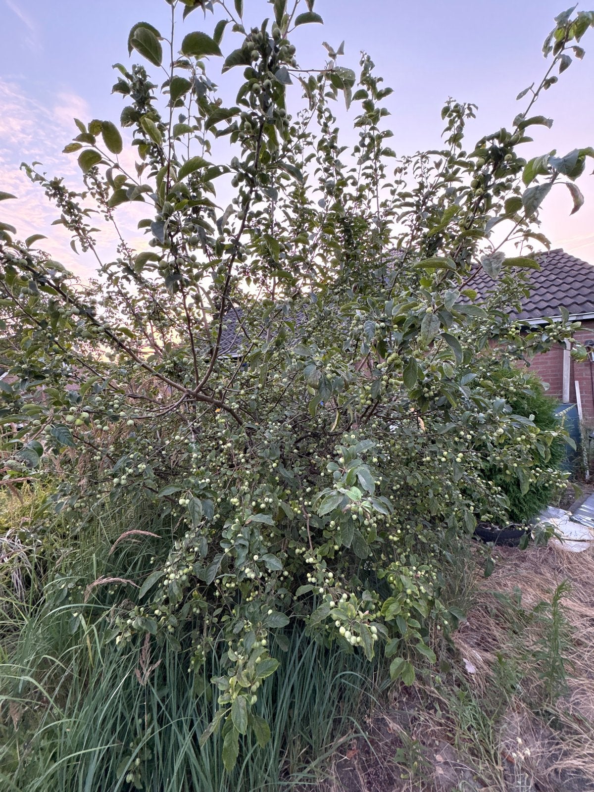 Jonge Appelboom - sierapoel, Ophalen, Lente, Volle zon, Appelboom