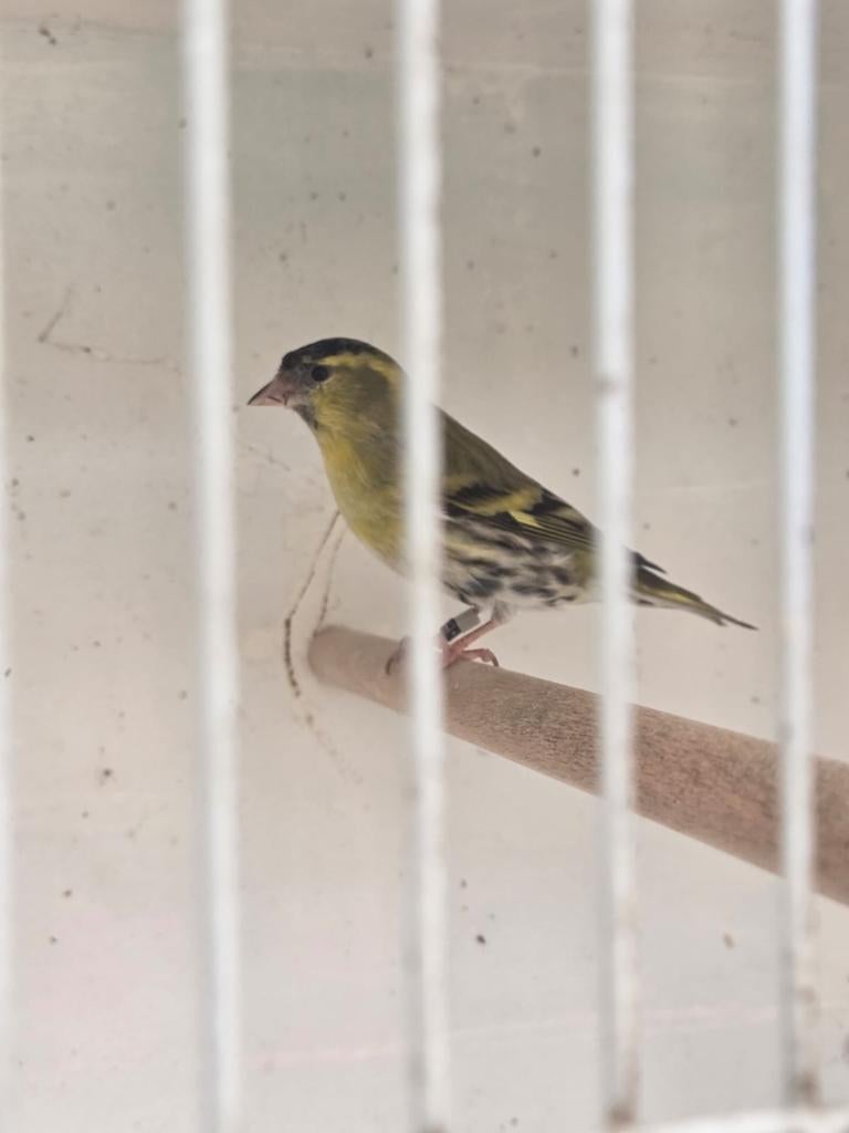 Europese sijs 2025 man, Mannelijk, Wildzangvogel