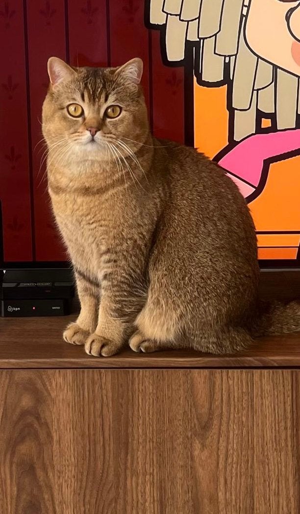 Golden Shaded Britse Korthaar 2 jaar oud, Dieren en Toebehoren, Katten en Kittens | Overige Katten, Kater, Kortharig, 0 tot 2 jaar