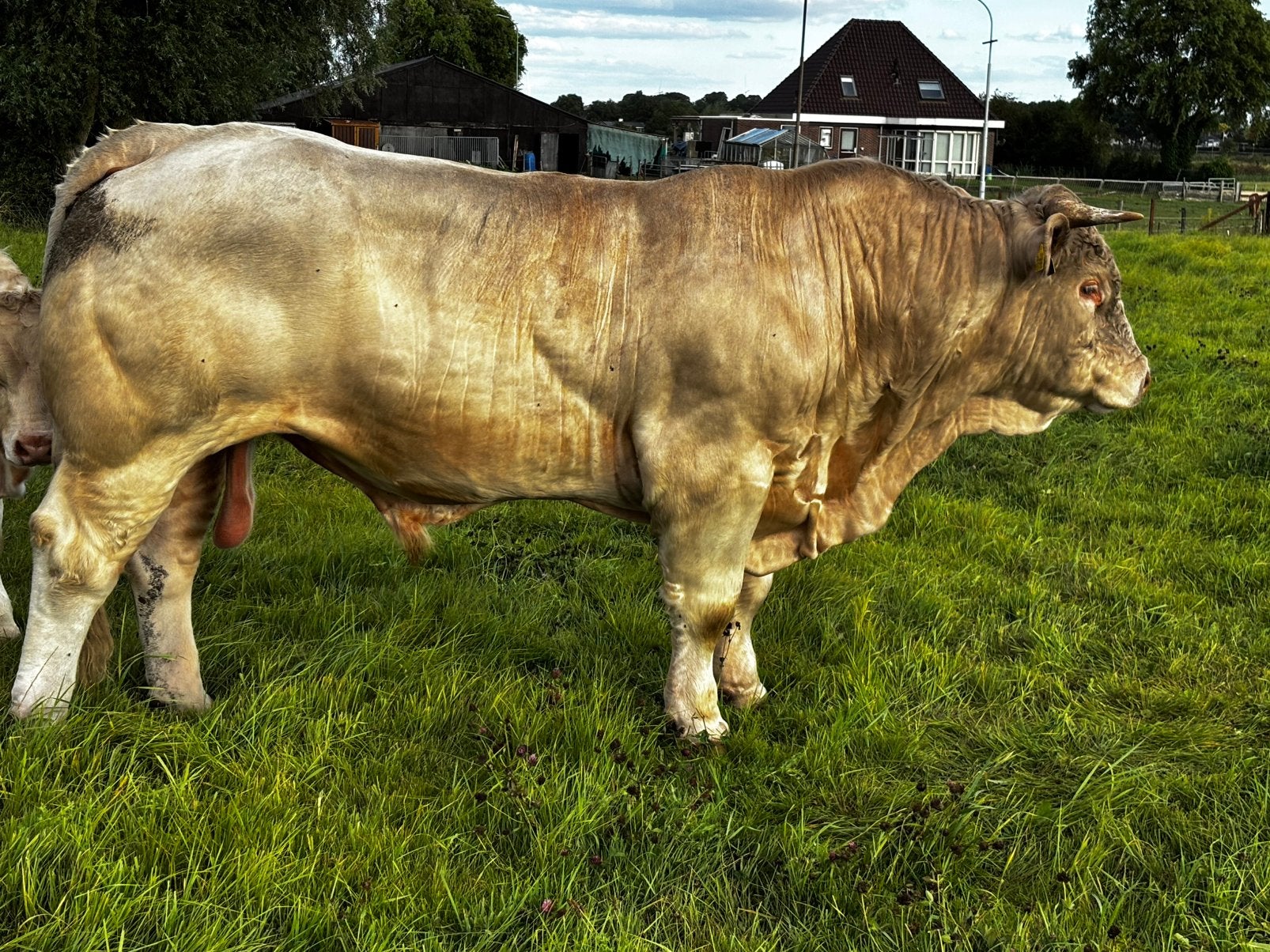 Charolais dekstieren Topafstammingen, Dieren en Toebehoren, Runderen, Mannelijk