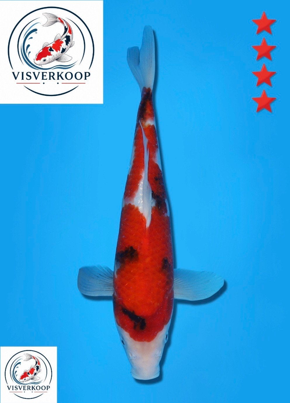 Koi Showa., Karper of Koi