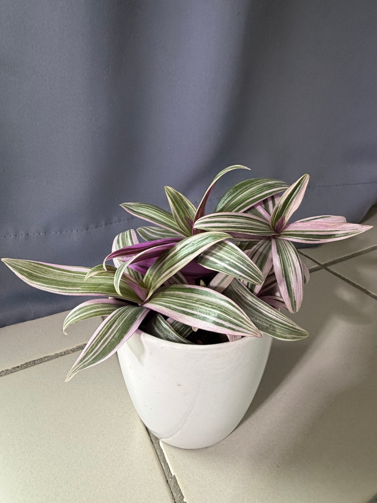Tradescantia Nanouk - Prachtige Roze-Groene Kamerplant, Huis en Inrichting, Kamerplanten, Ophalen, Overige soorten, Halfschaduw