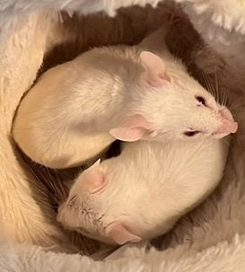 2 muizen MOET SNEL WEG, April, Muis, Meerdere dieren, Tam