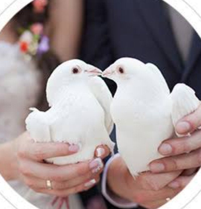 bruidsduiven, trouwduiven, witte postduiven, duiven, Meerdere dieren, Postduif
