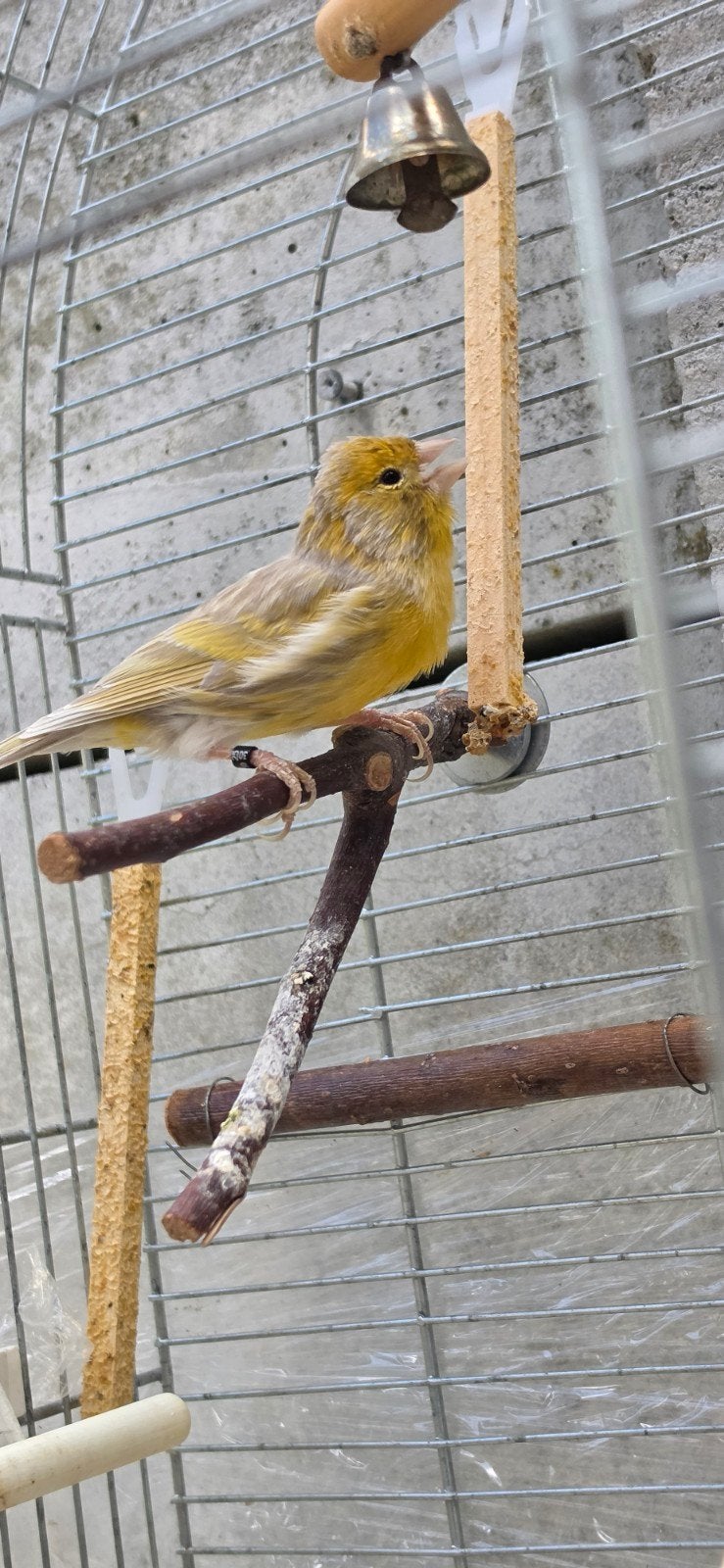 Mannelijke kanarie met kooi en accessoires, Ophalen, Zo goed als nieuw, Metaal, Vogelkooi