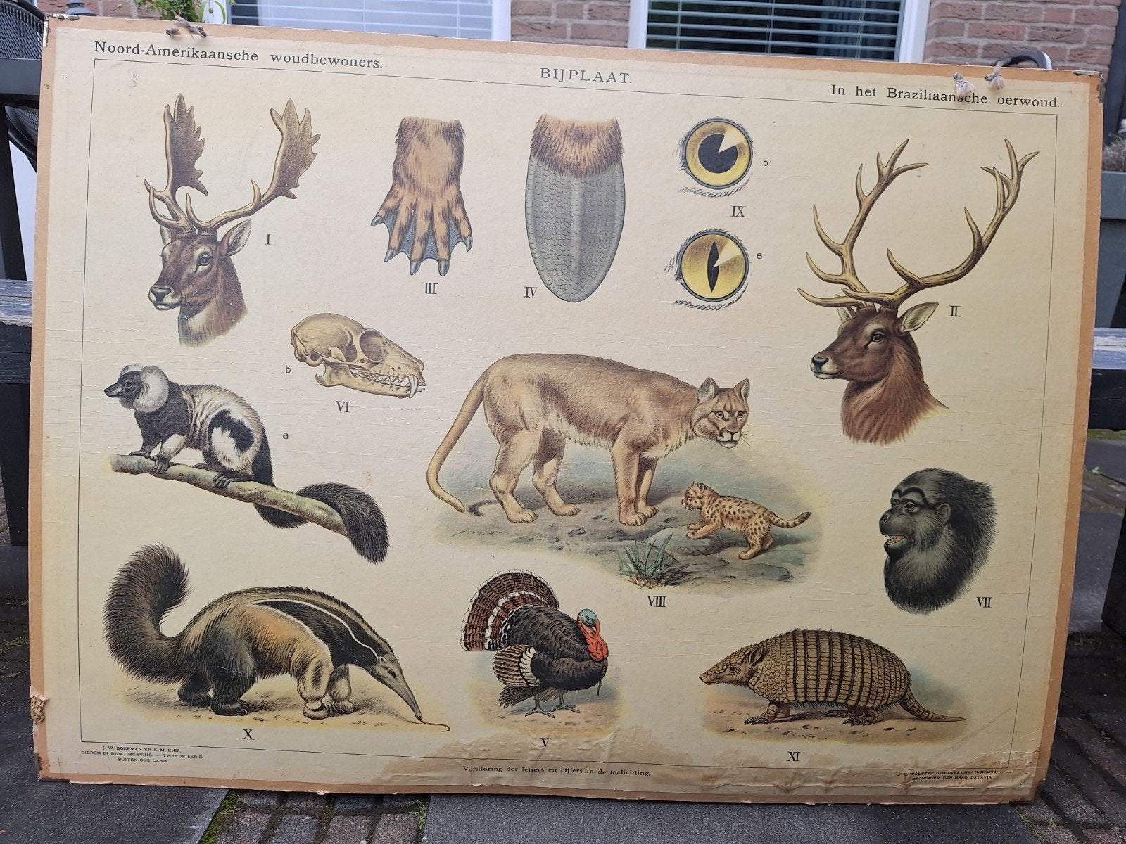 Vintage Schoolplaat Noord-Amerikaanse en Braziliaanse Dieren, Antiek en Kunst, Ophalen of Verzenden