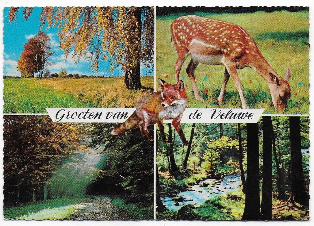 De Veluwe gelopen Ansichtkaart ( A1098 ), Ophalen of Verzenden, 1980 tot heden, Gelopen, Gelderland