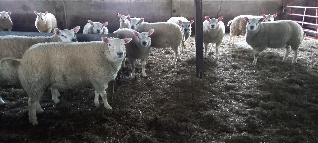 Texelaar slachtrammen te koop, Dieren en Toebehoren, Mannelijk, Schaap, 0 tot 2 jaar