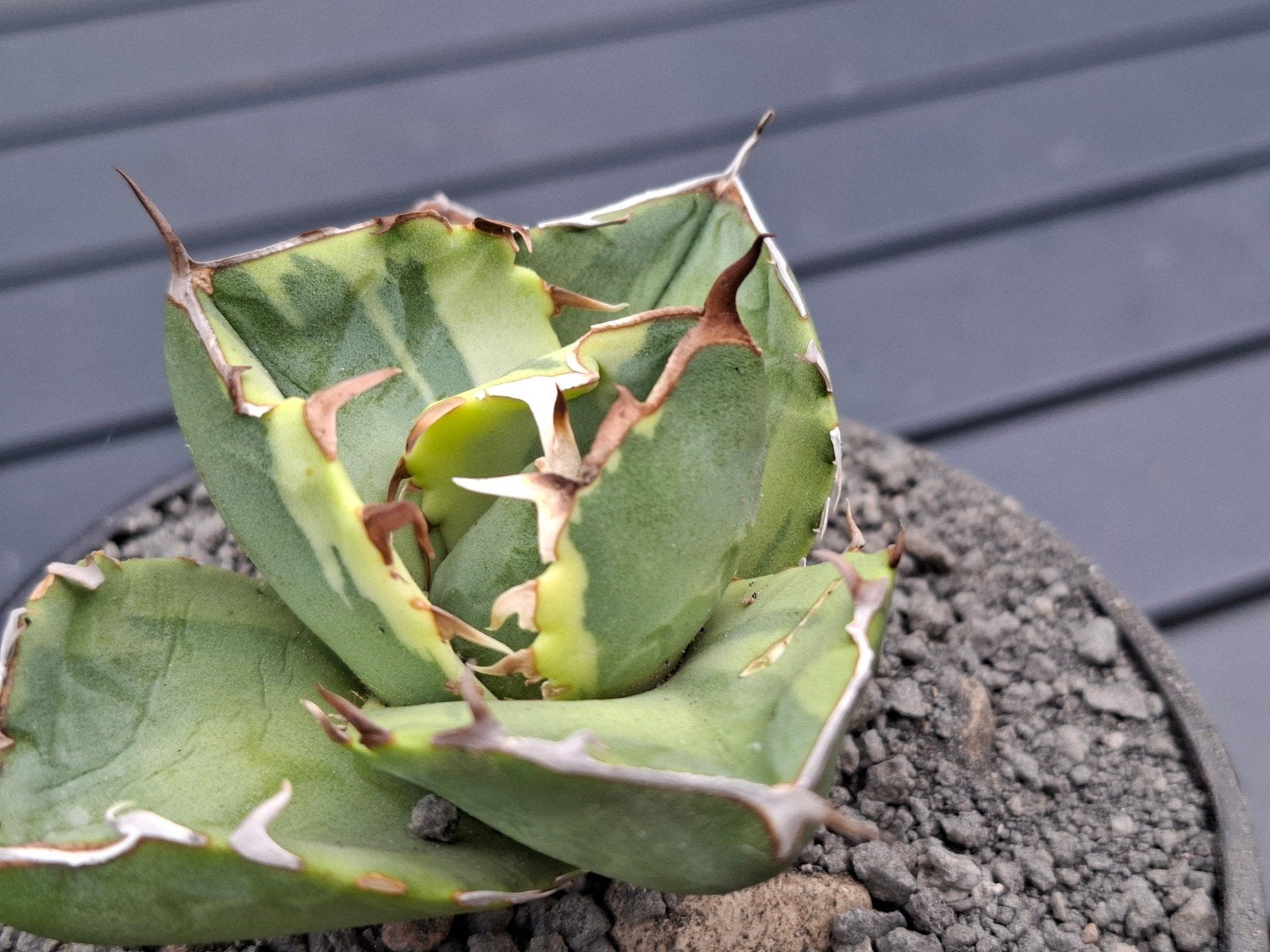 Agave titanota juggernaut variegata, Overige soorten, Volle zon, Vaste plant, Ophalen of Verzenden