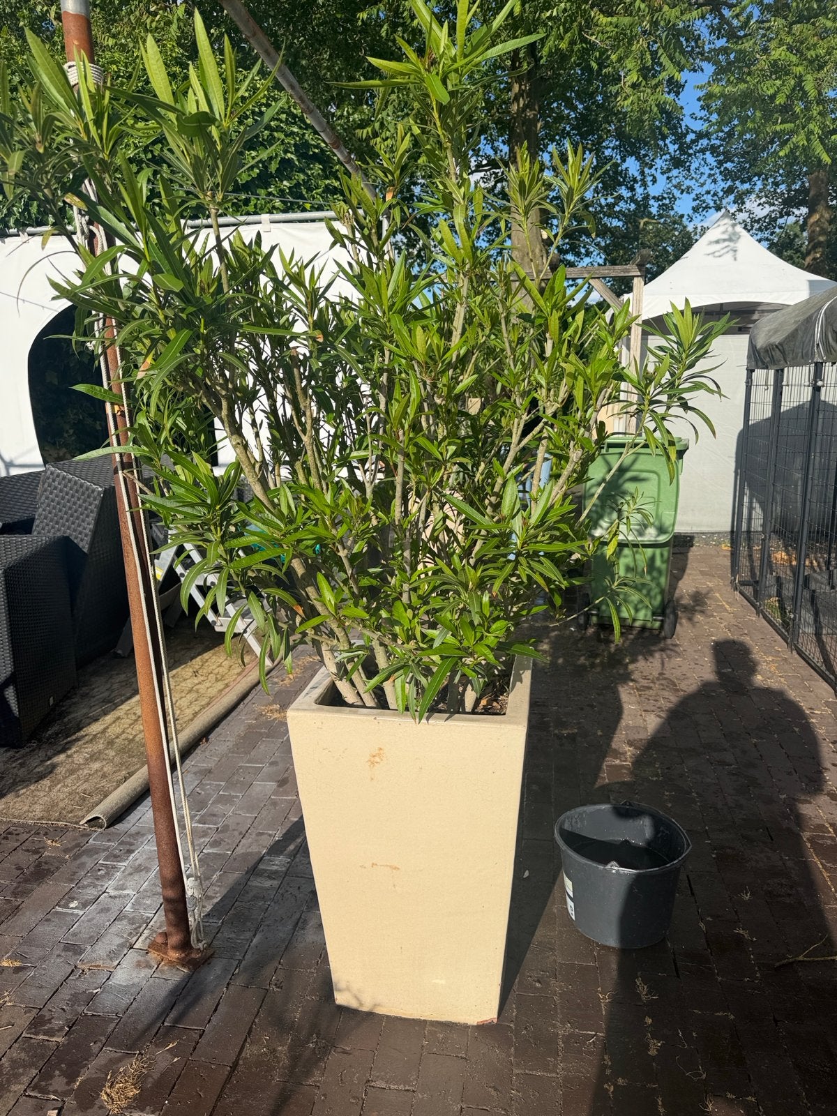 Winterharde Rode Oleander in grote witte/cream buitenpot, Overige materialen, Gebruikt, Balkon, Minder dan 60 cm