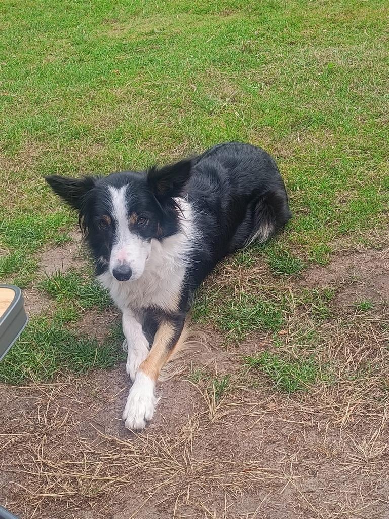 Een gouden plekje voor onze Tess, Teef, Collie, Eén hond, 3 tot 5 jaar