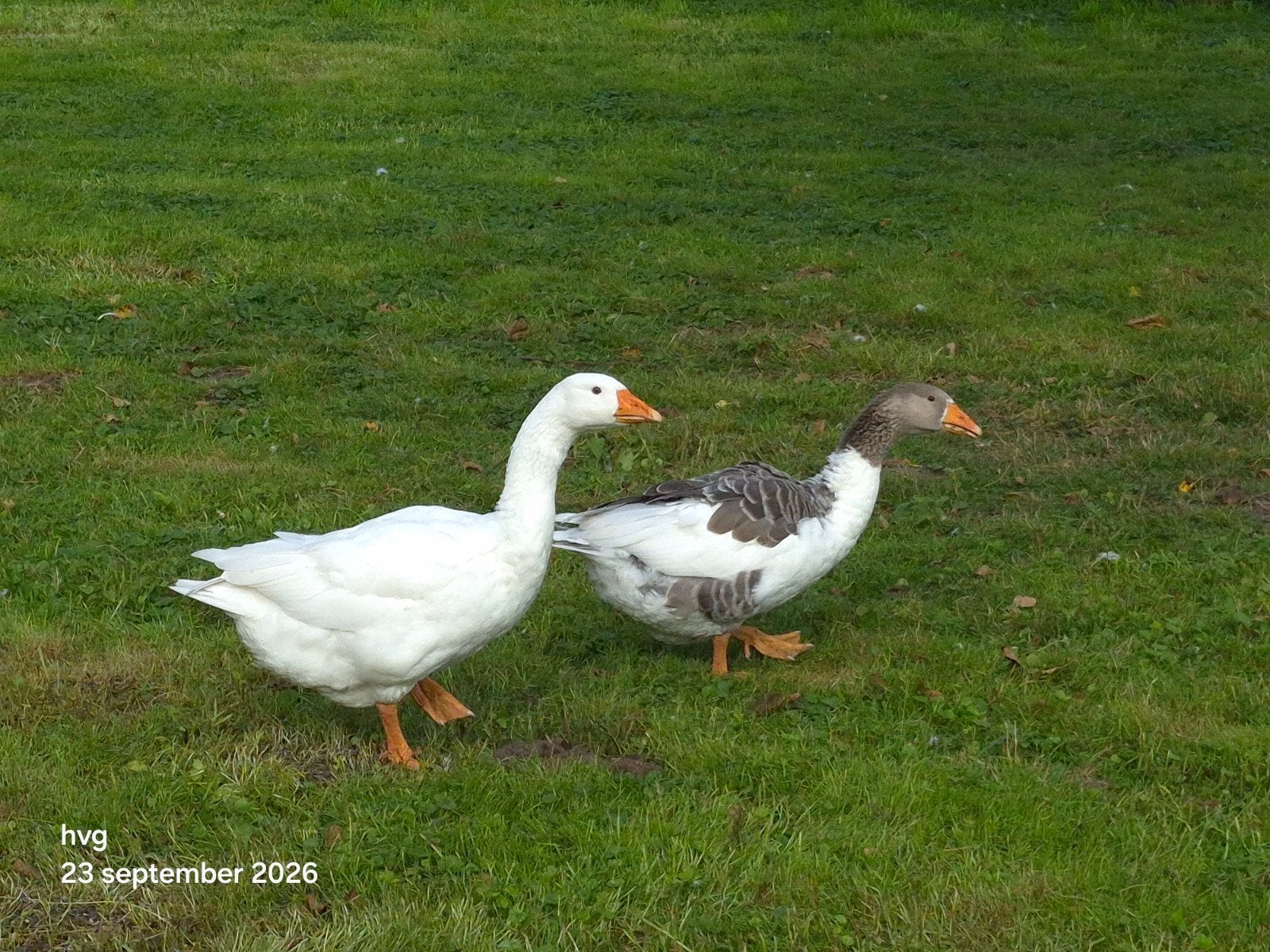 2 jonge ganzen te koop, Dieren en Toebehoren, Geslacht onbekend, Gans of Zwaan